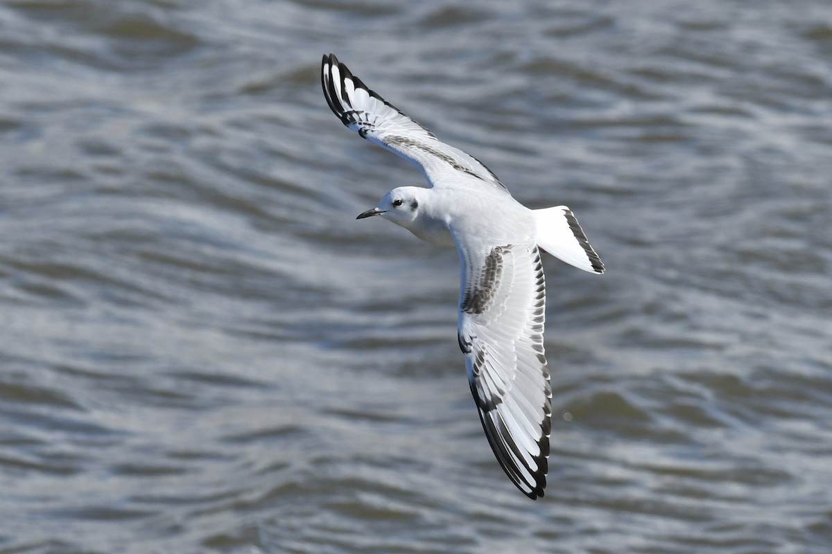 Bonaparte's Gull - Kent Kleman