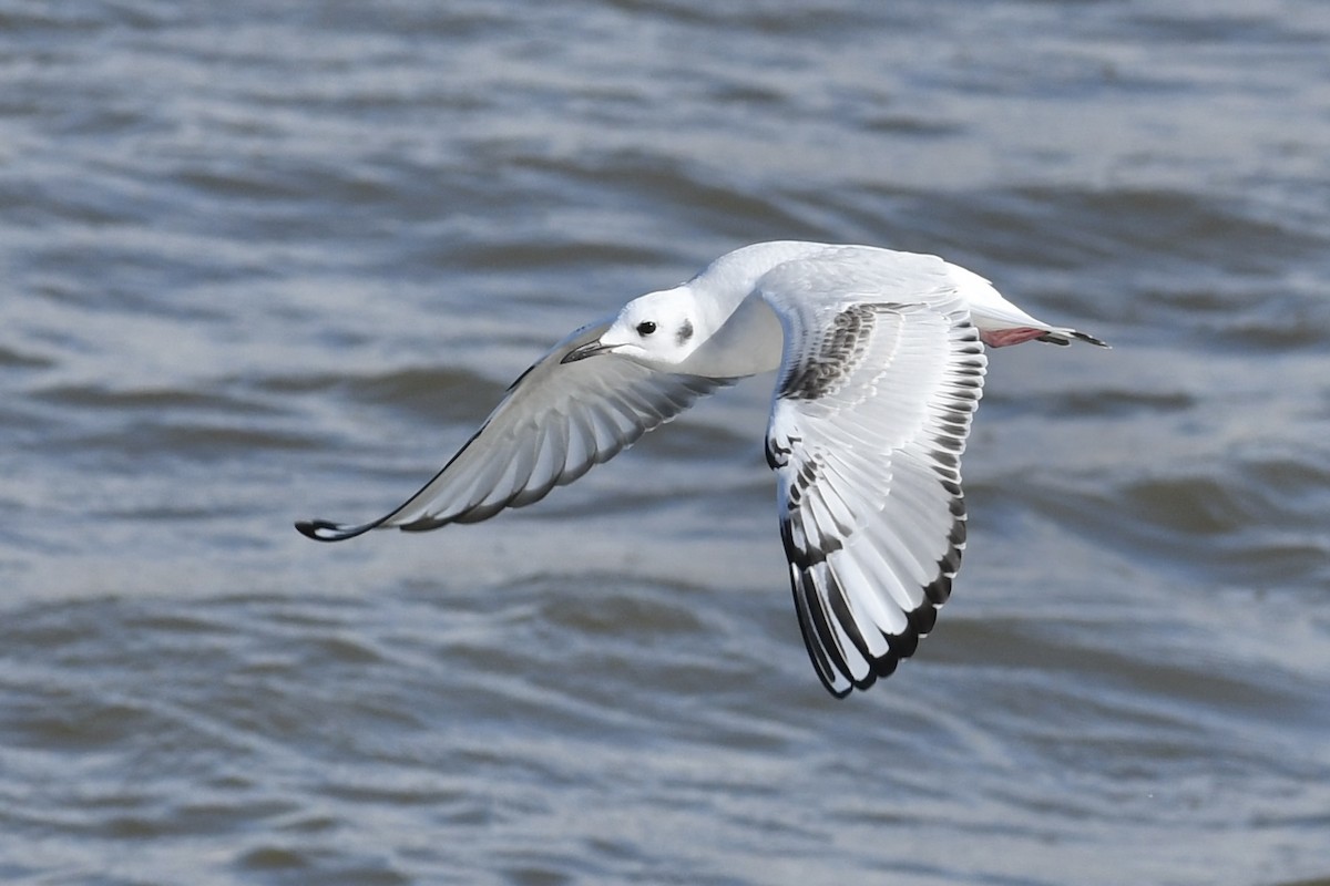 Bonaparte's Gull - Kent Kleman