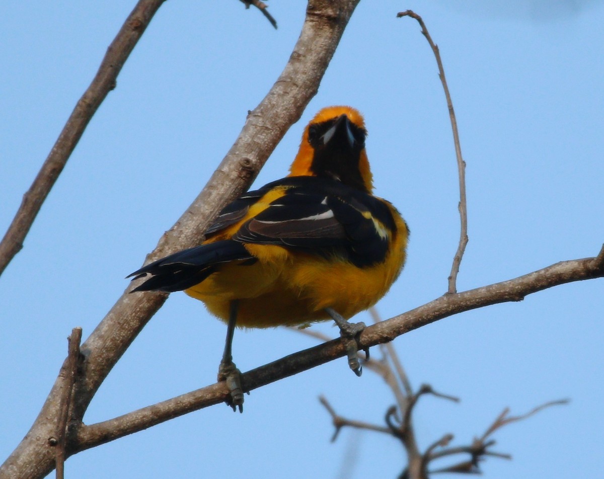 Spot-breasted Oriole - ML610406908