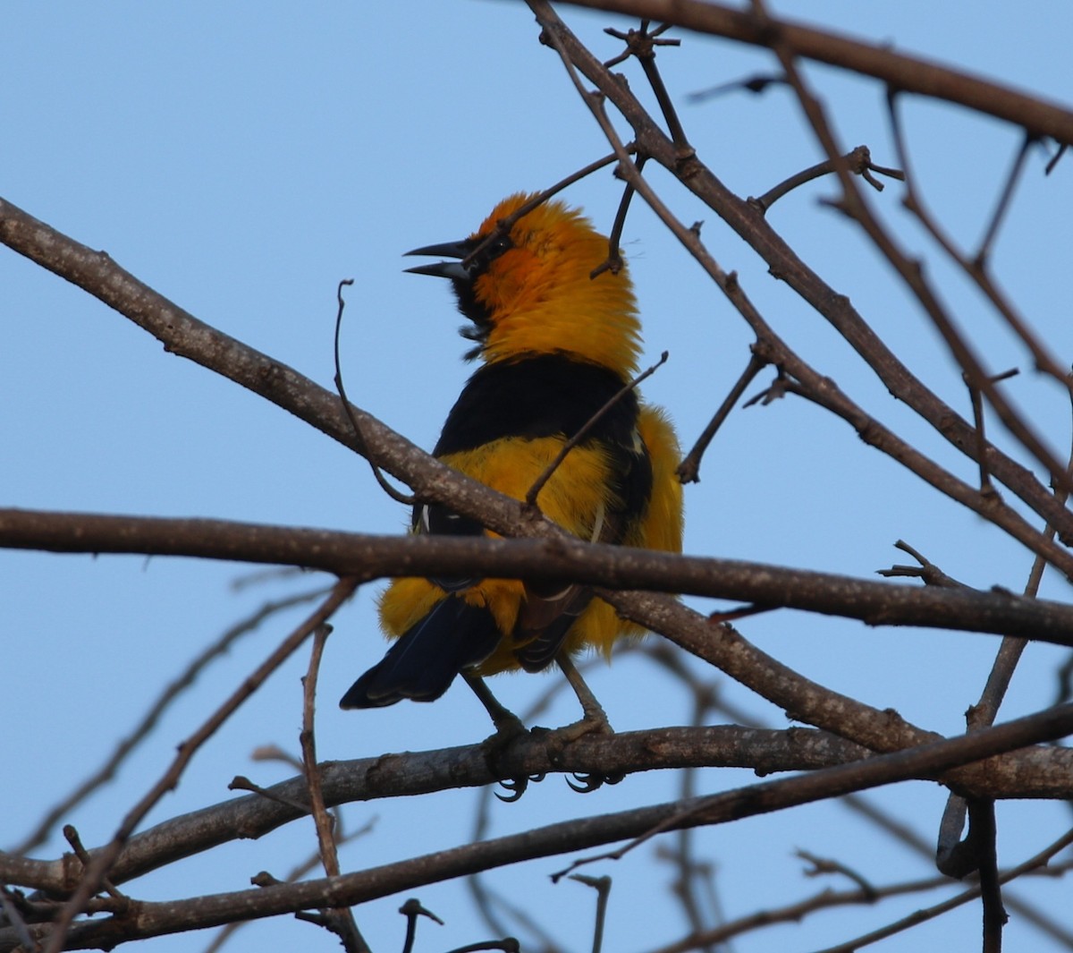 Spot-breasted Oriole - ML610406910