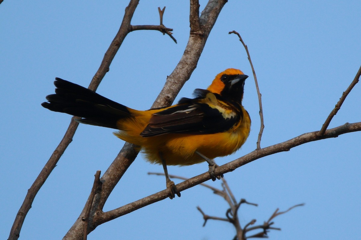 Spot-breasted Oriole - ML610406913