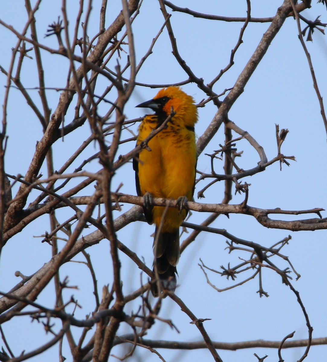 Spot-breasted Oriole - ML610406915