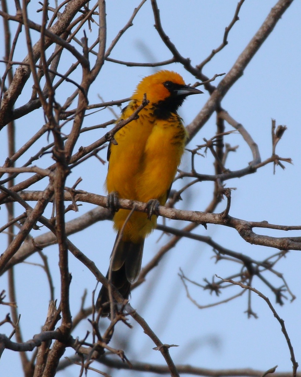 Spot-breasted Oriole - ML610406916