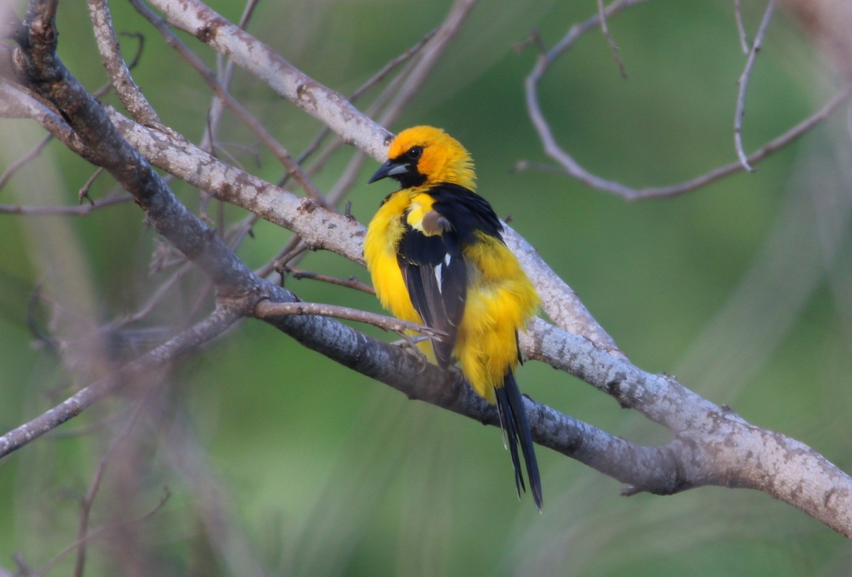 Spot-breasted Oriole - ML610406917