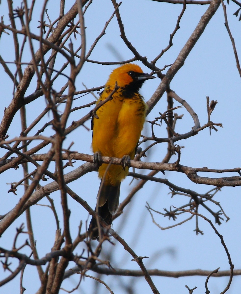 Spot-breasted Oriole - ML610406918