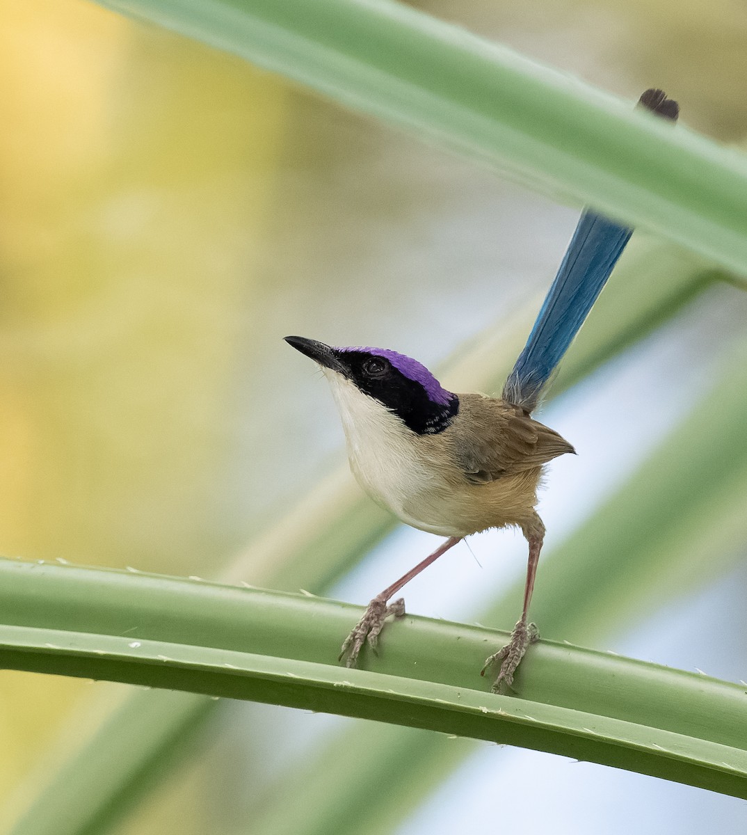 Purple-crowned Fairywren - ML610406956