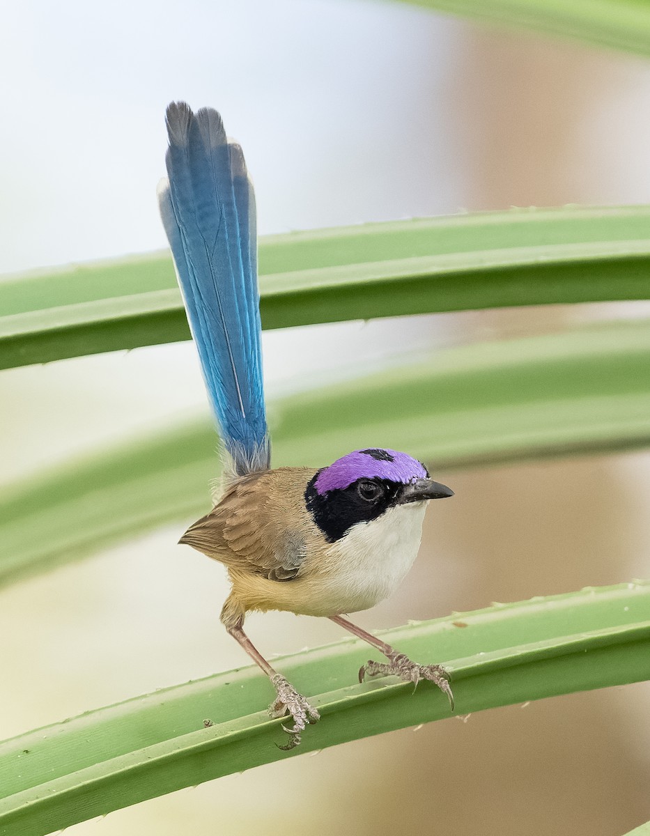 Purple-crowned Fairywren - ML610406959