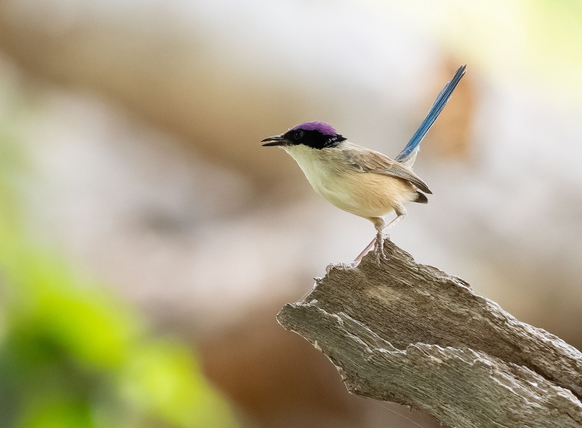 Purple-crowned Fairywren - ML610406961