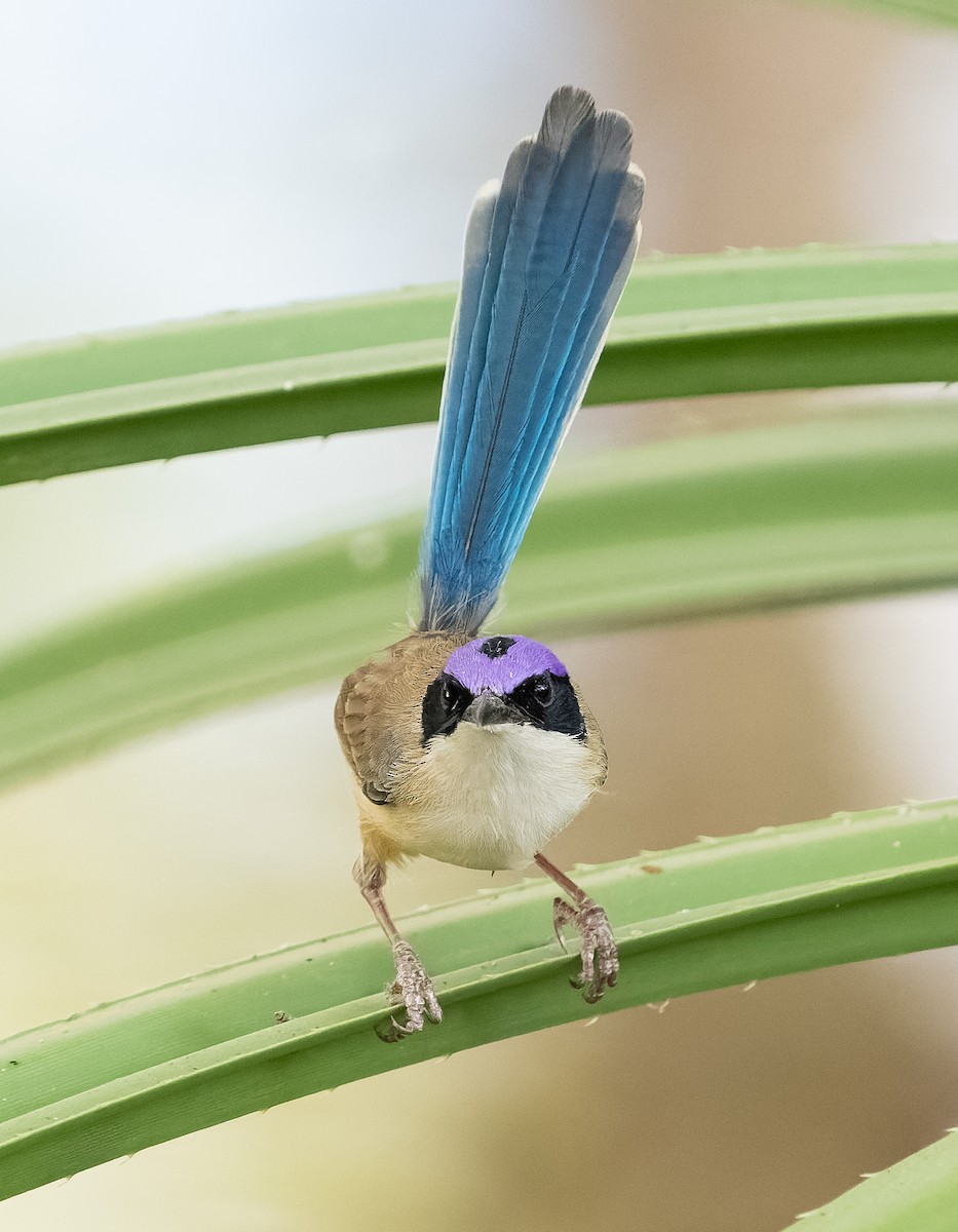 Purple-crowned Fairywren - ML610406962