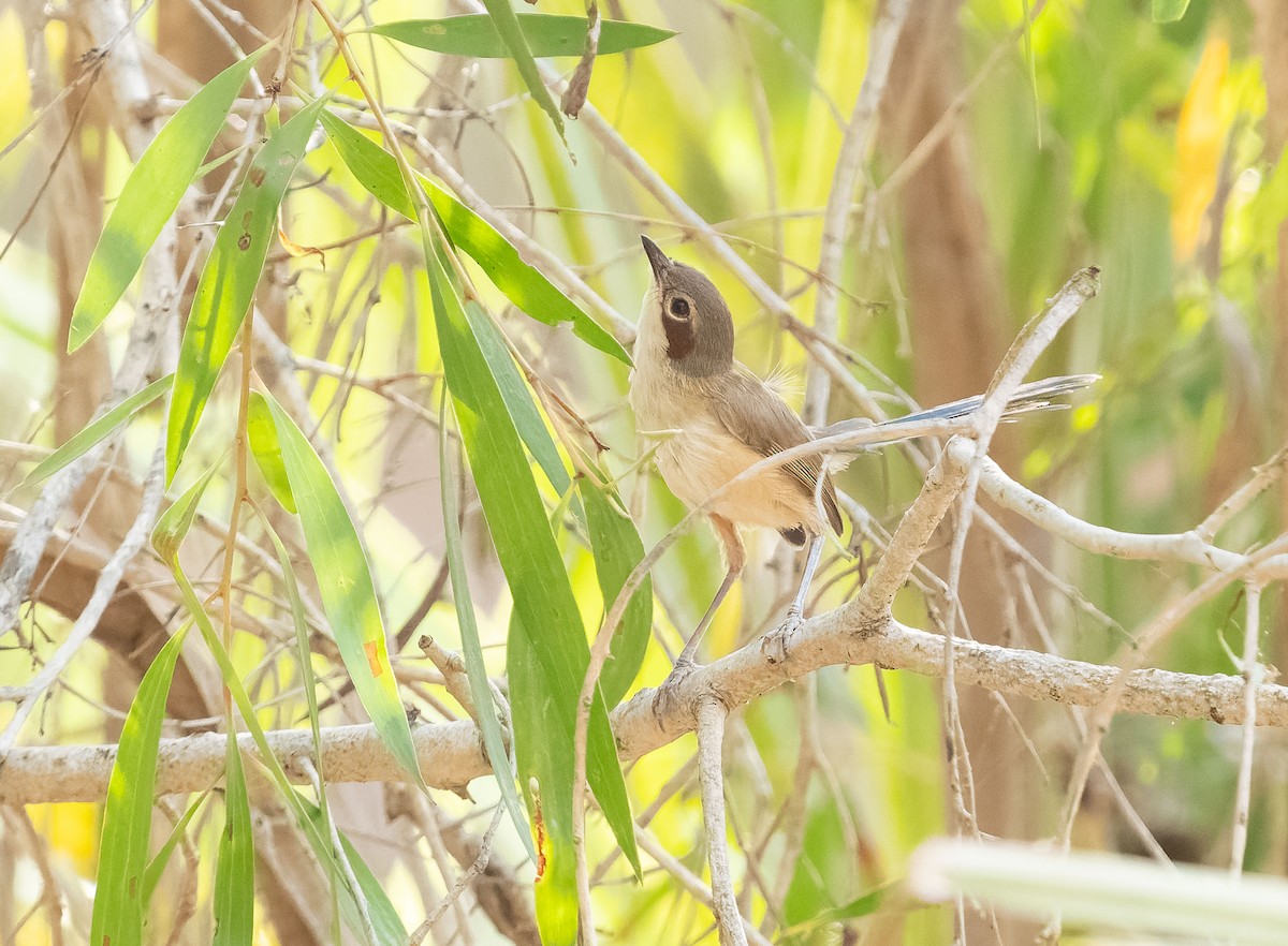 Purple-crowned Fairywren - ML610406963