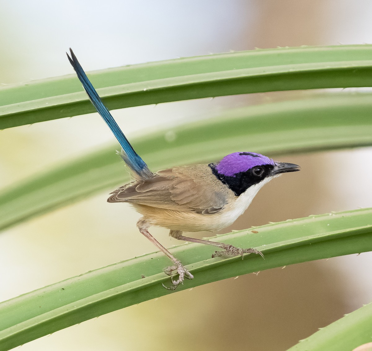 Purple-crowned Fairywren - ML610406964