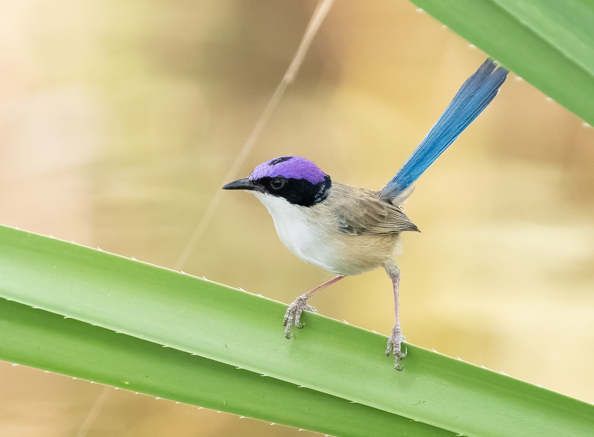 Purple-crowned Fairywren - ML610406965