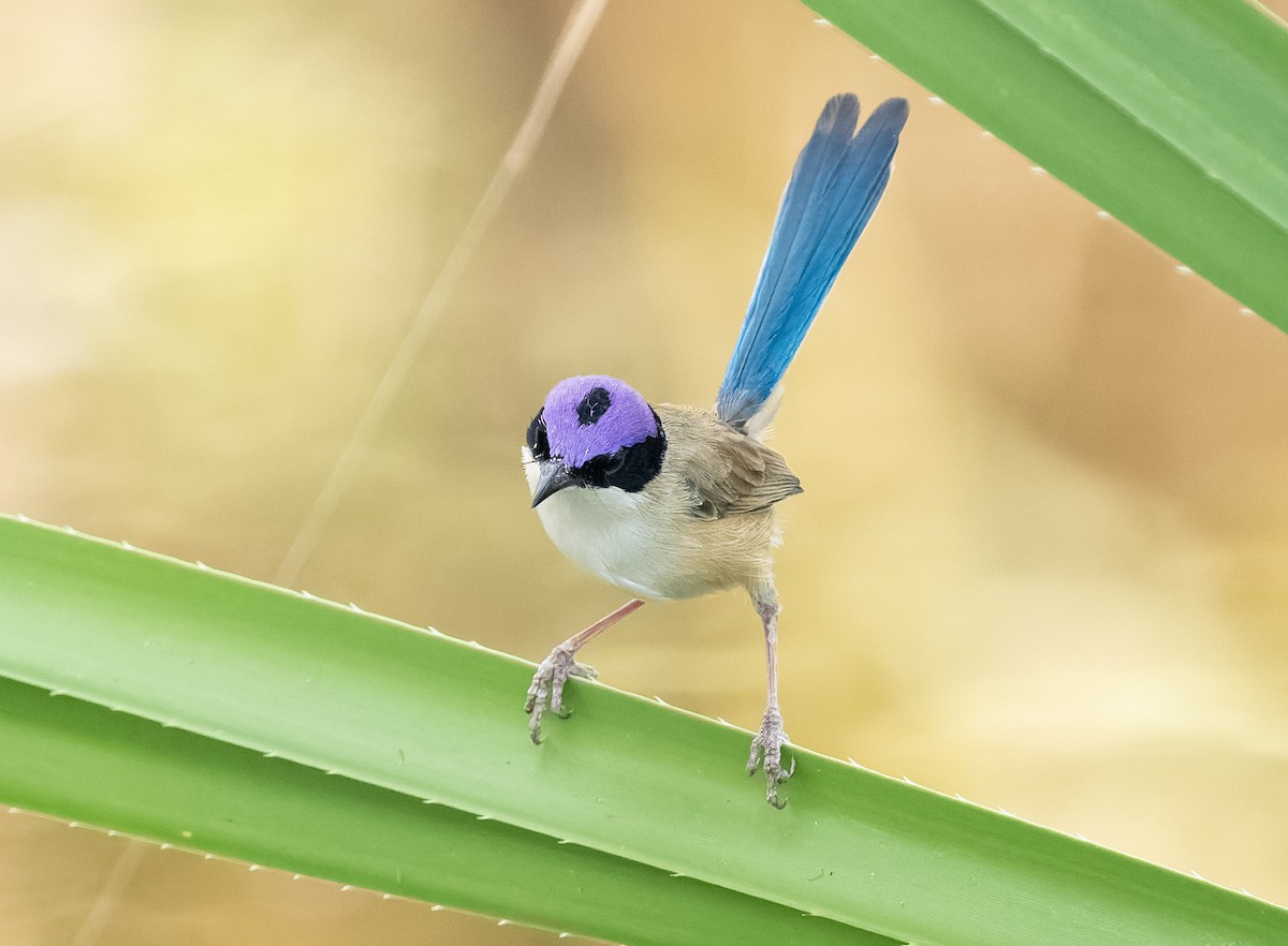 Purple-crowned Fairywren - ML610406968