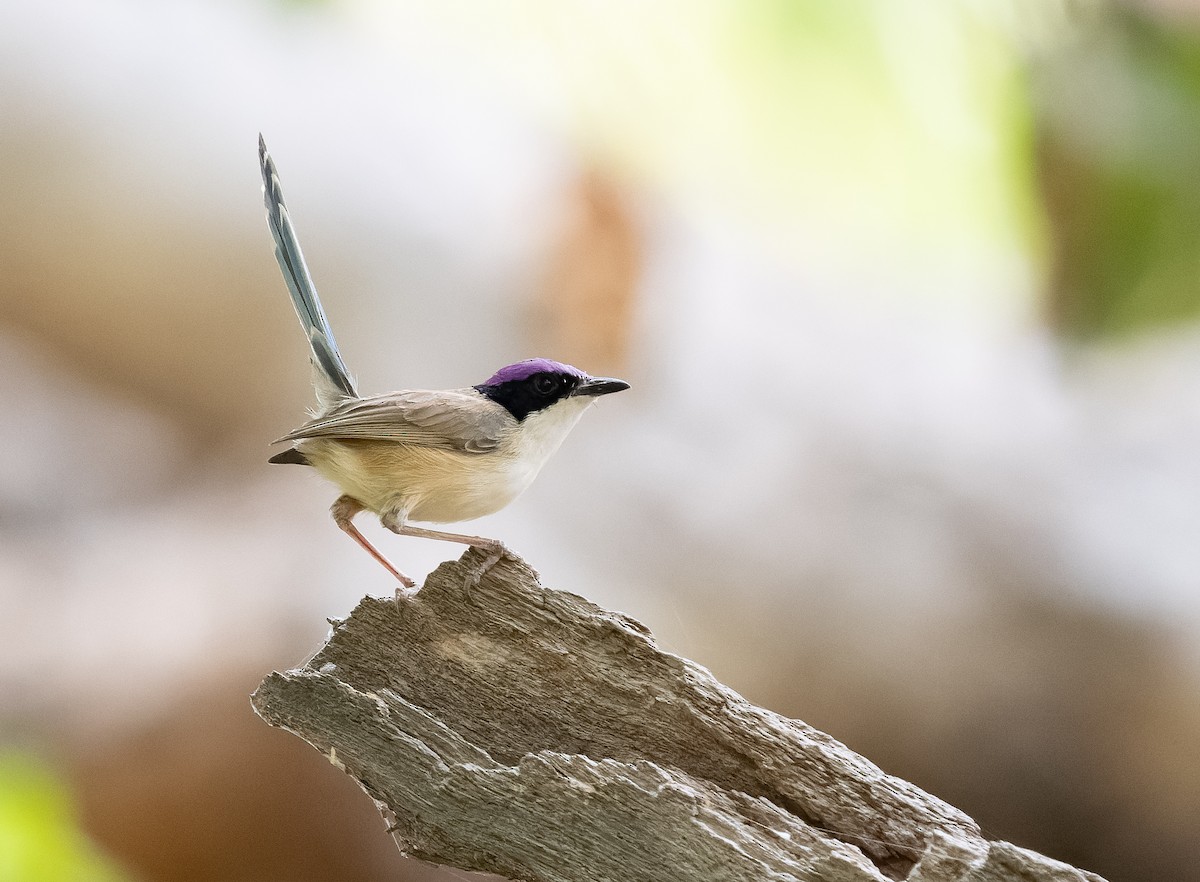 Purple-crowned Fairywren - ML610406970