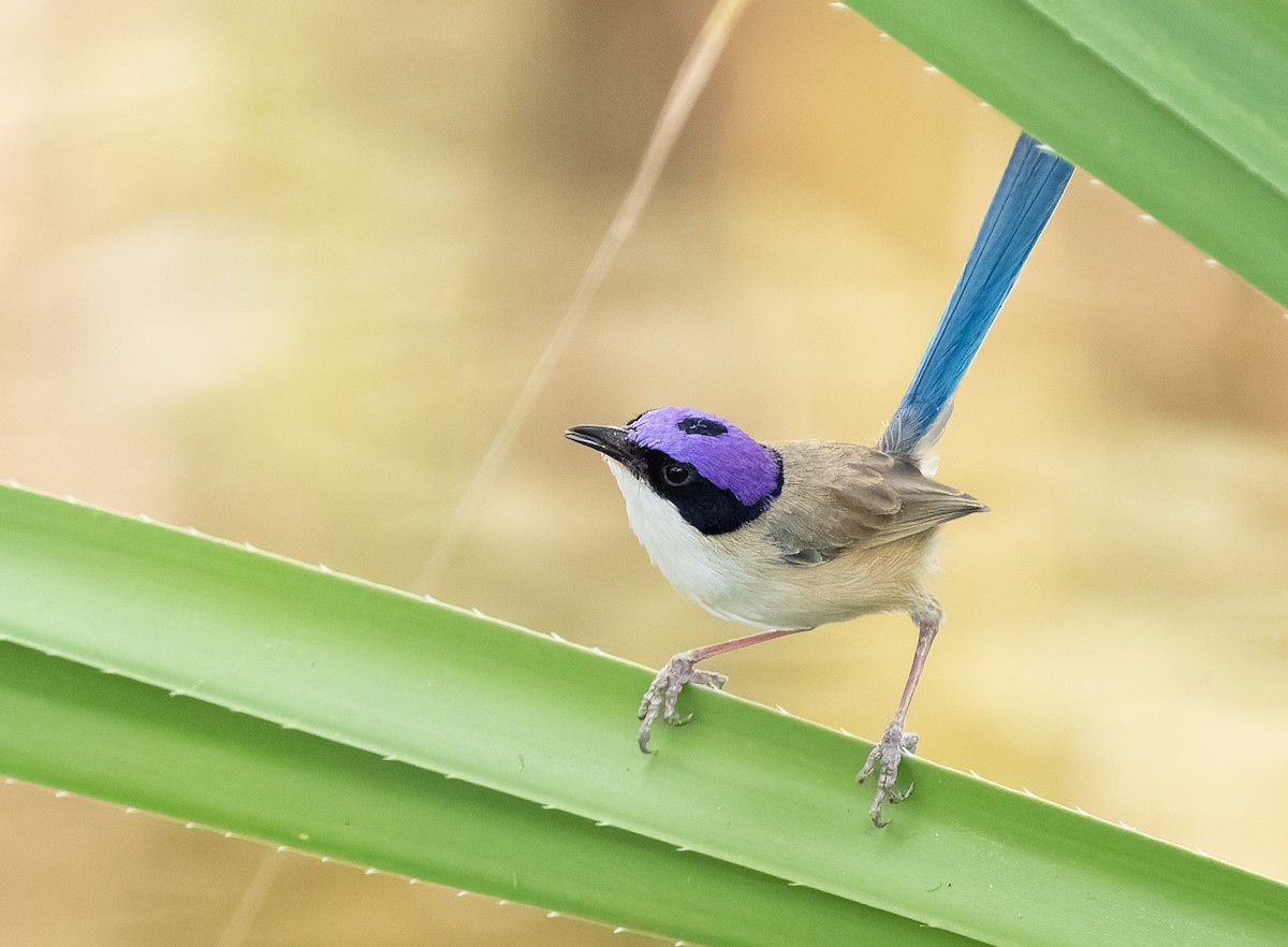 Purple-crowned Fairywren - ML610406971