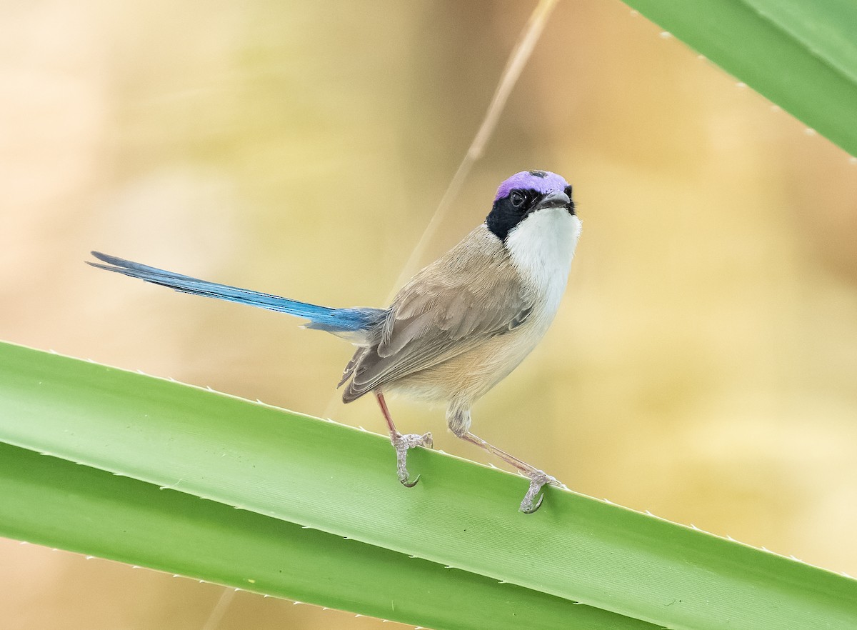 Purple-crowned Fairywren - ML610406972