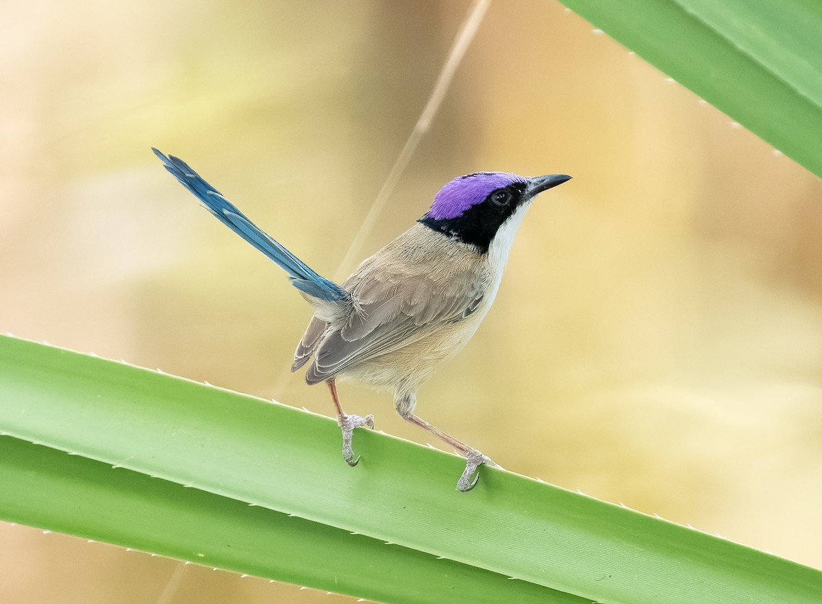 Purple-crowned Fairywren - ML610406973