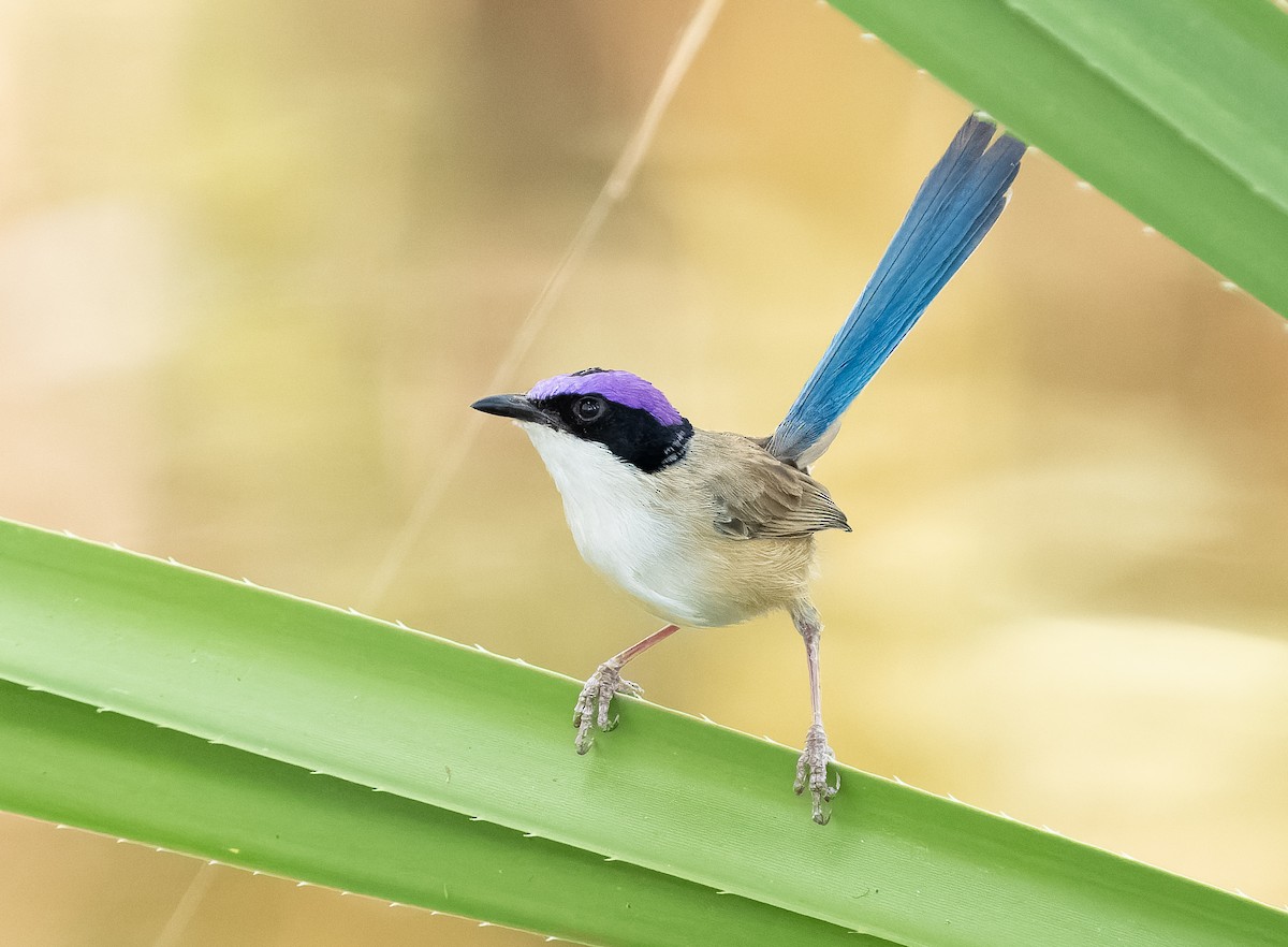 Purple-crowned Fairywren - ML610406974