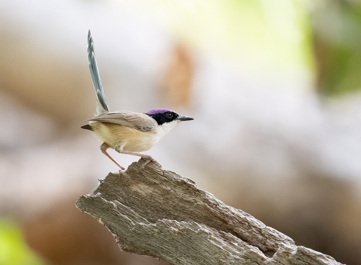 Purple-crowned Fairywren - ML610406976