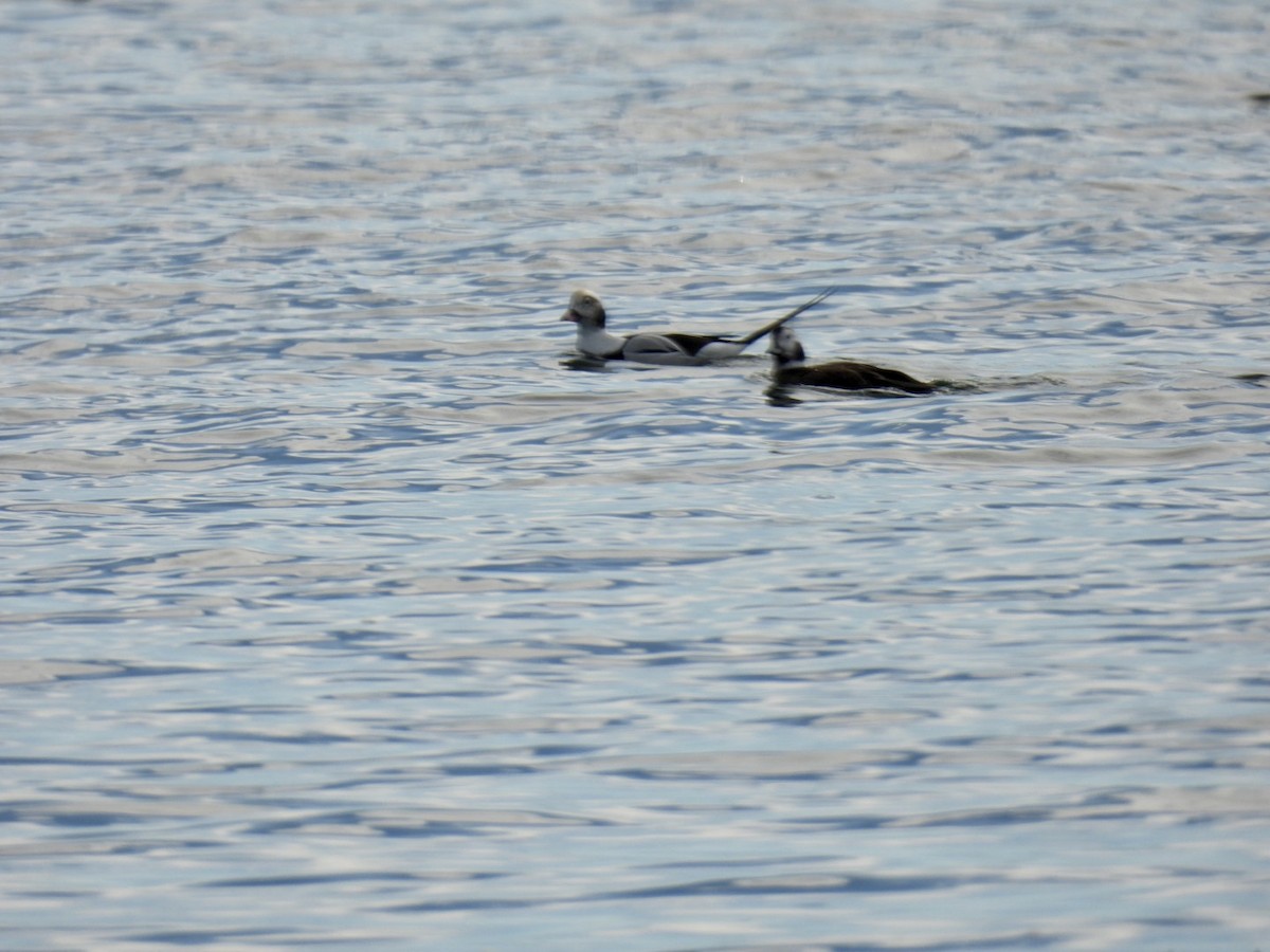 Long-tailed Duck - ML610407070