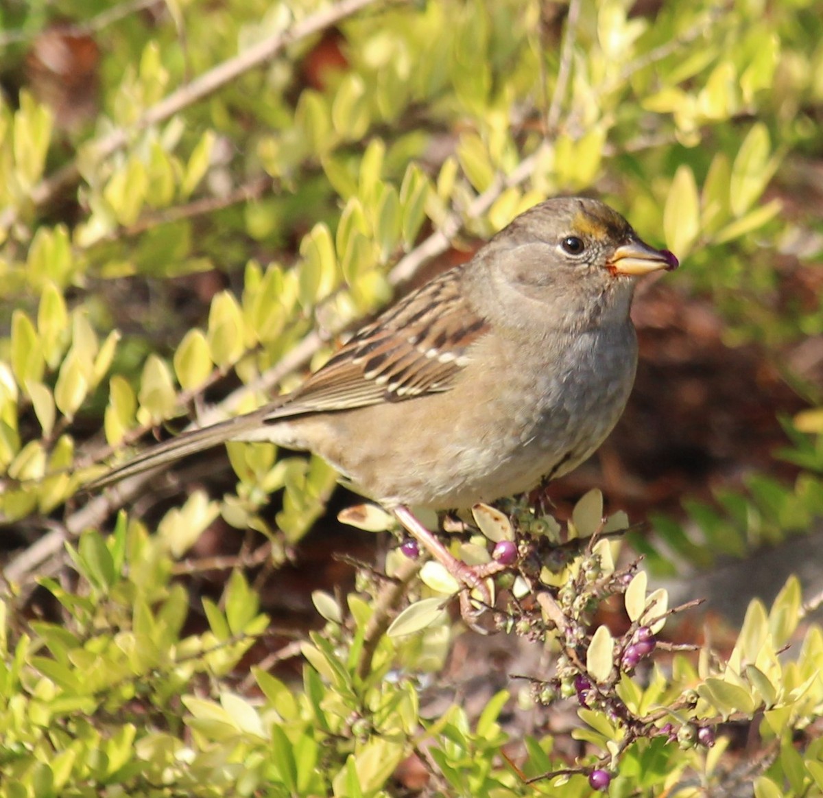 Bruant à couronne dorée - ML610407142