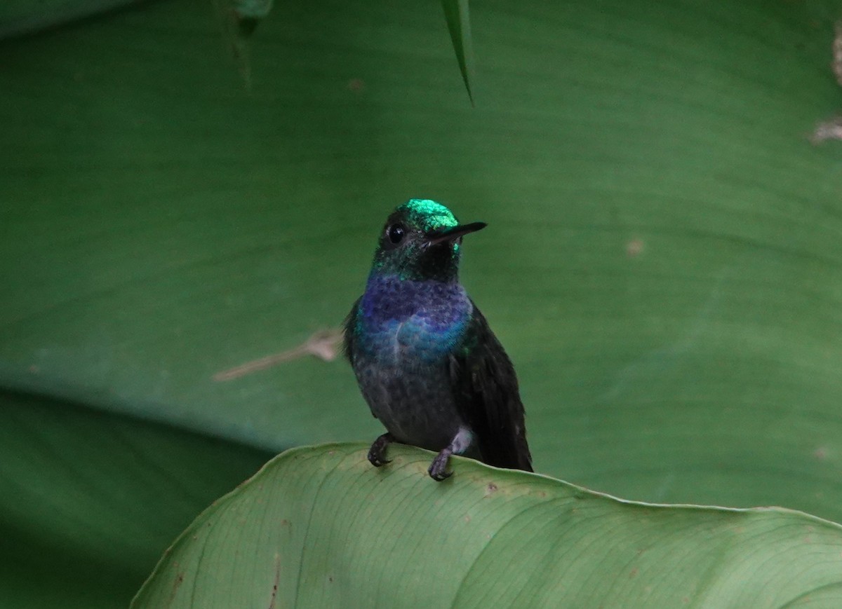 Blue-chested Hummingbird - ML610407211