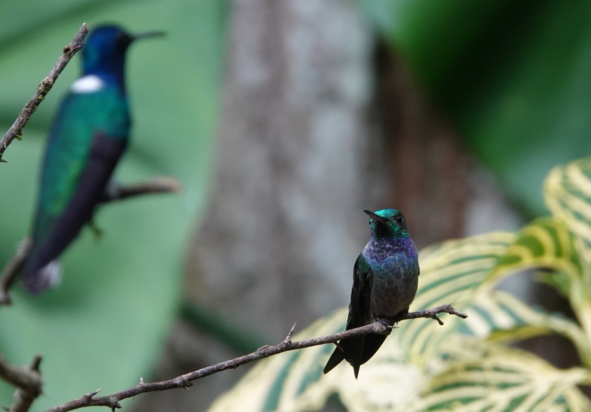 Blue-chested Hummingbird - ML610407226