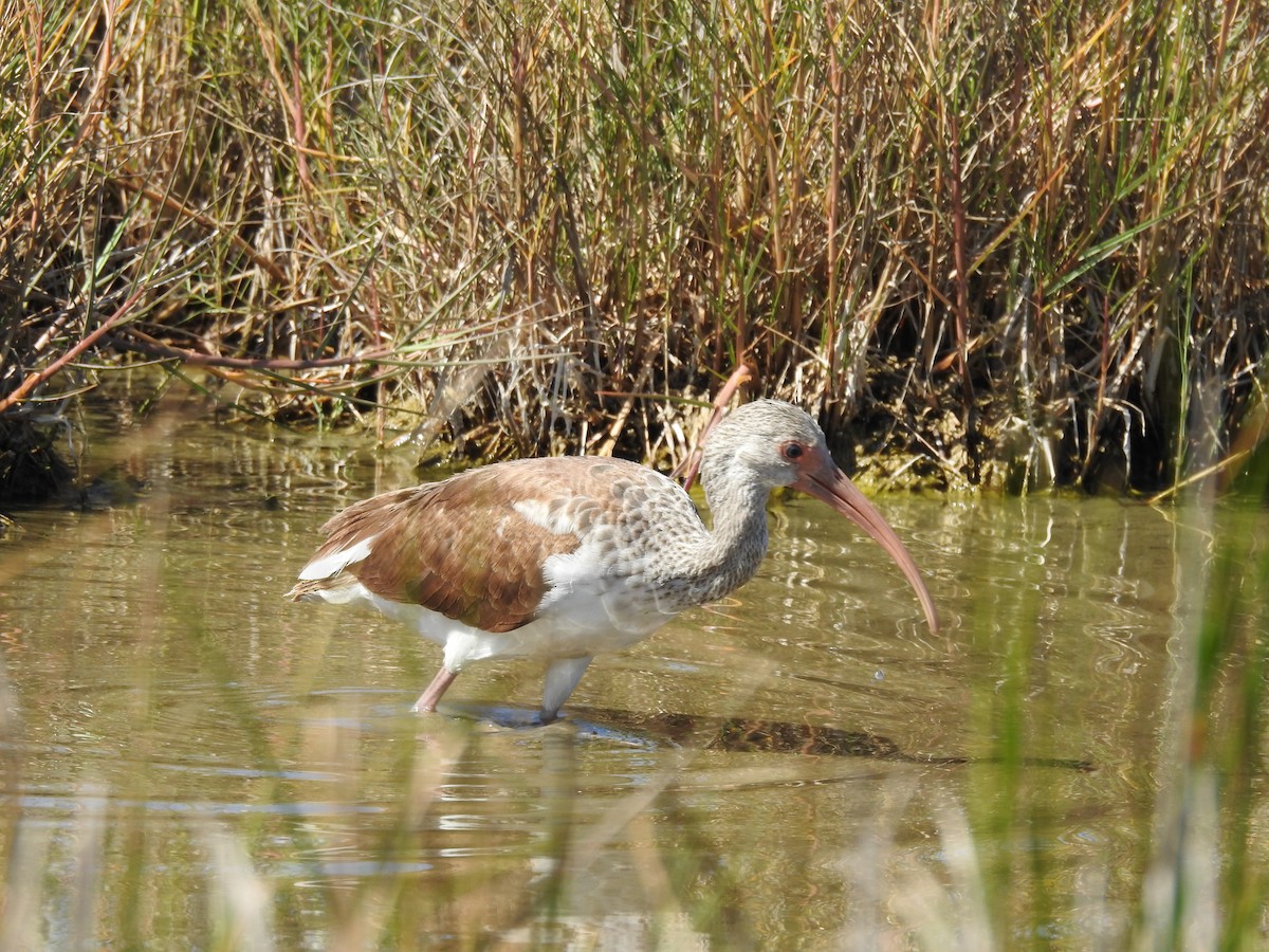 Ibis blanc - ML610407246