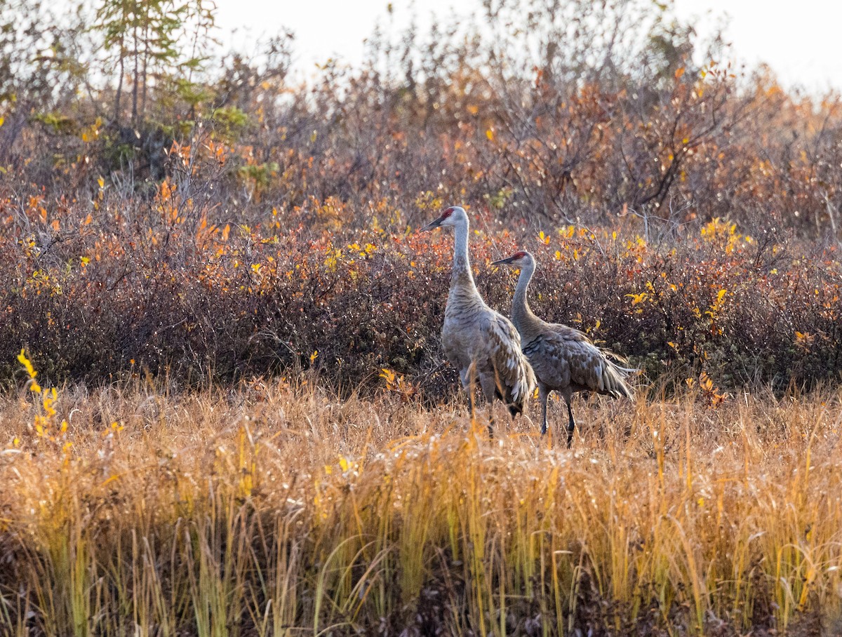 Sandhill Crane - ML610407260