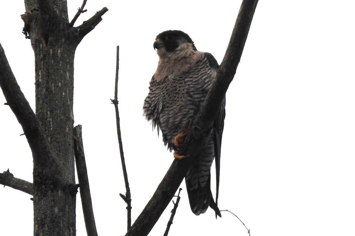 Peregrine Falcon - ML610407264