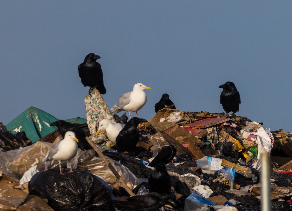 Glaucous Gull - ML610407271