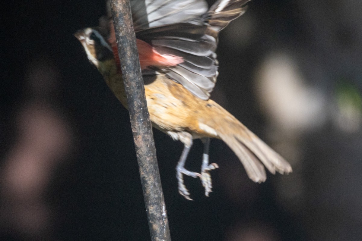 Cardinal à poitrine rose - ML610407297