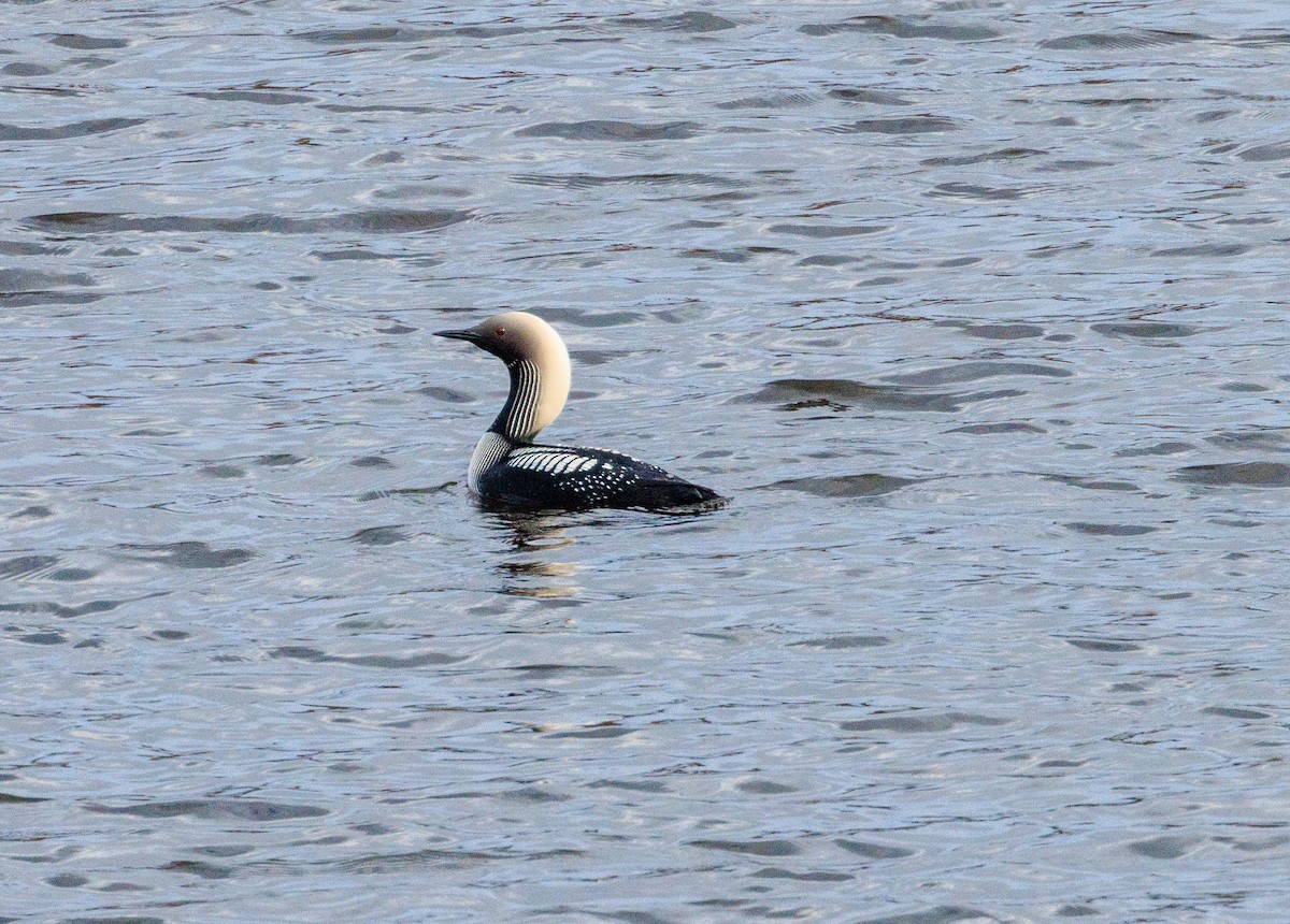 Pacific Loon - ML610407323