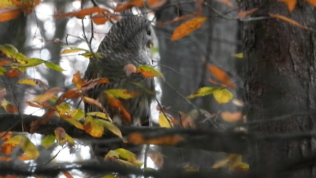 Barred Owl - ML610407353