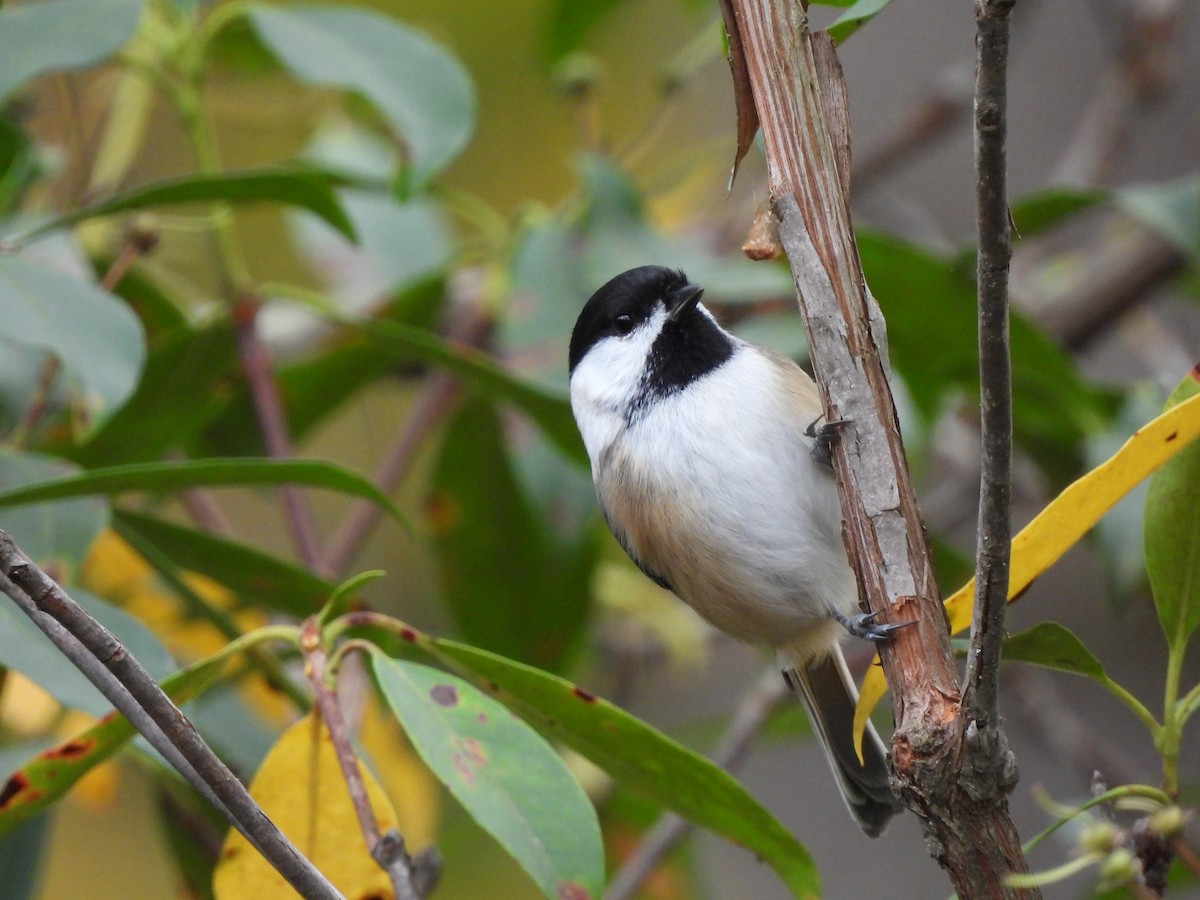 Black-capped Chickadee - Cory Elowe