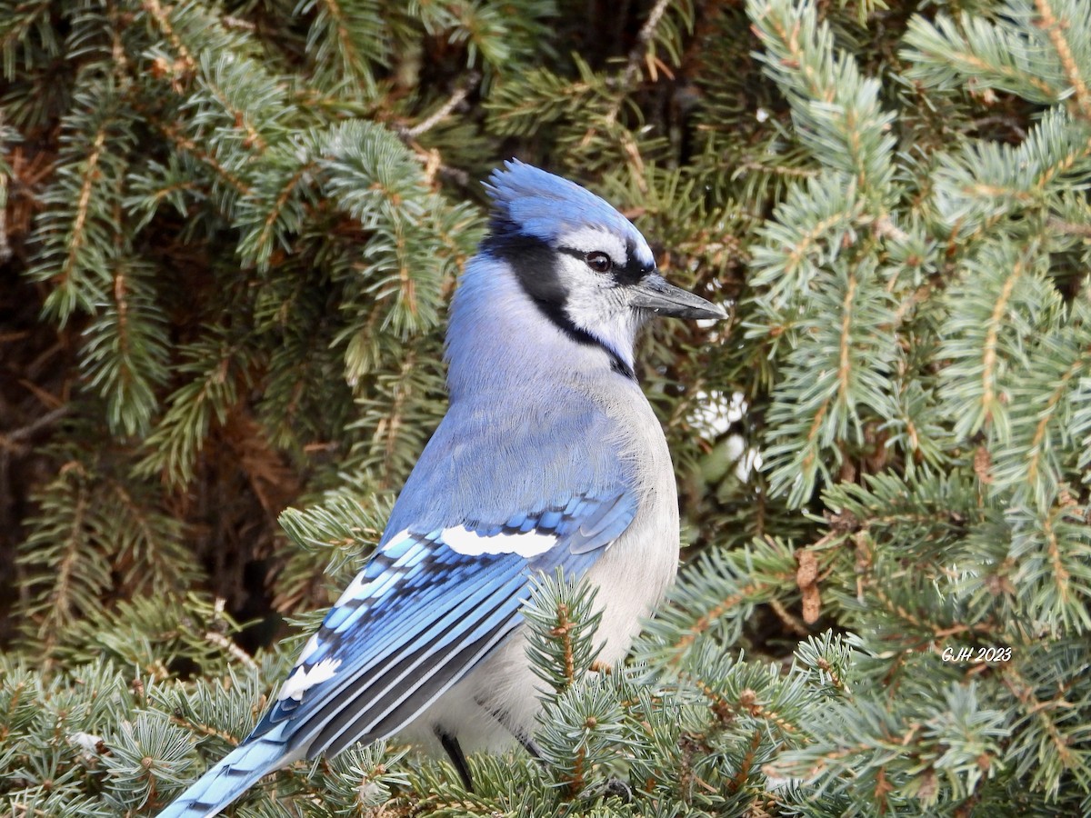 Blue Jay - ML610407409