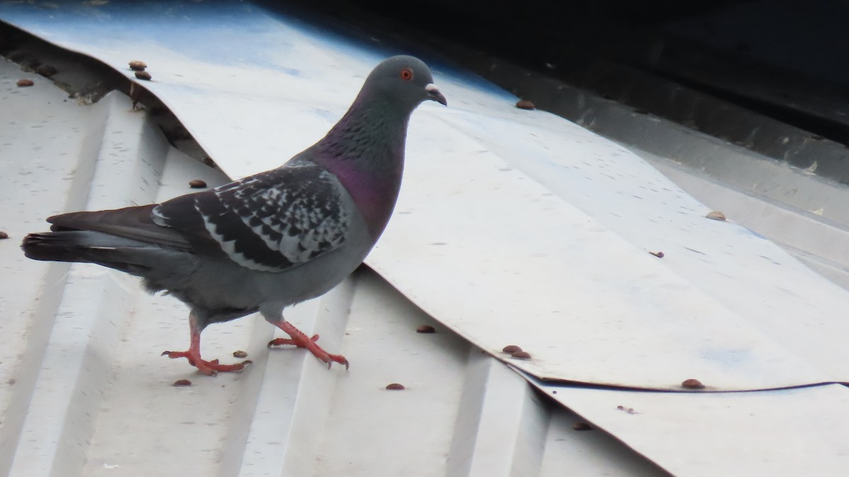 Pigeon biset (forme domestique) - ML610407419