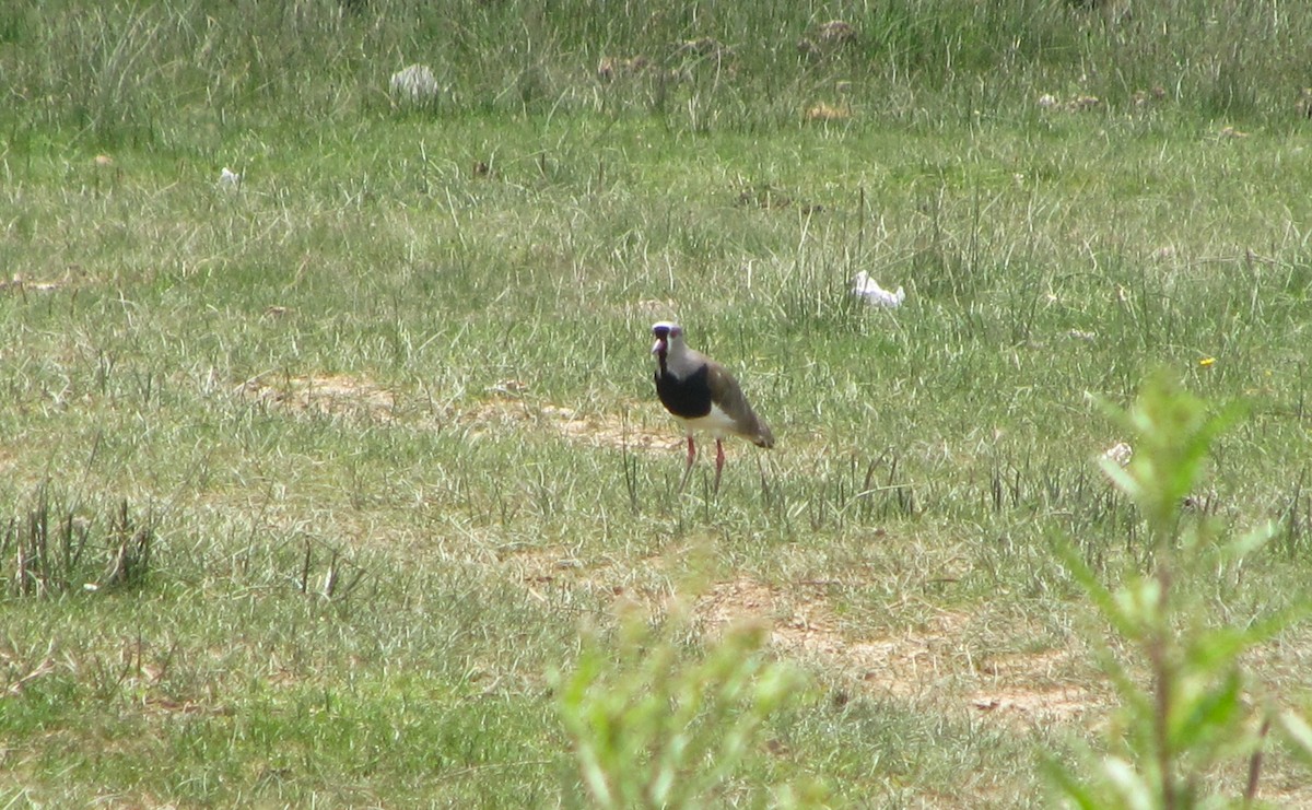 Southern Lapwing - ML610407481