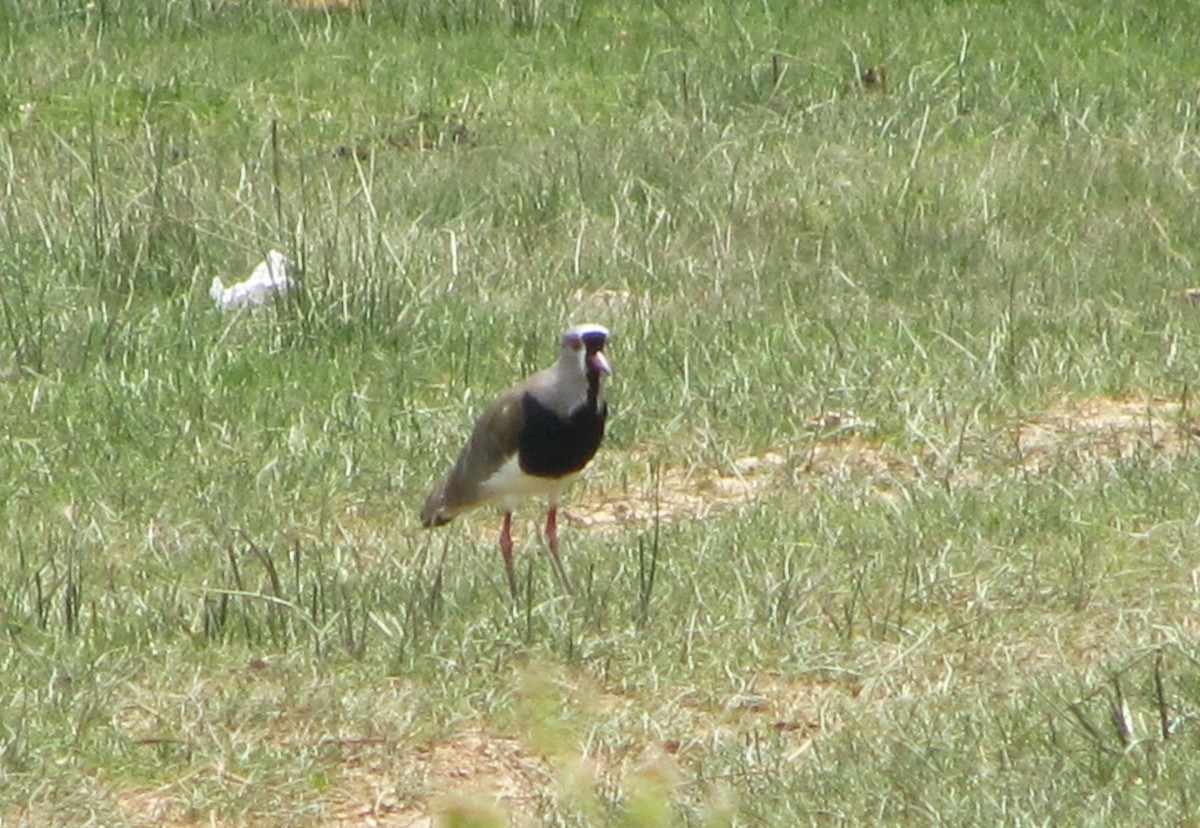 Southern Lapwing - Morten Winther Dahl