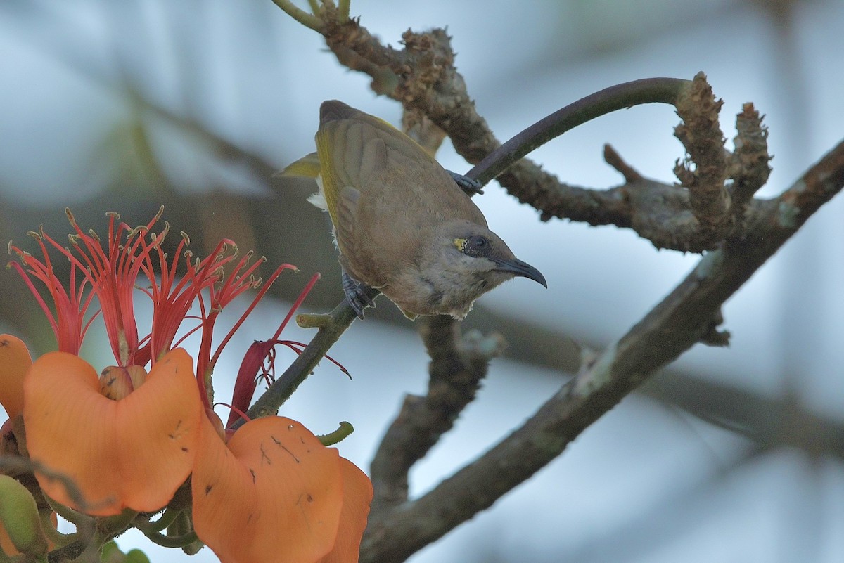 Brown Honeyeater - ML610407535