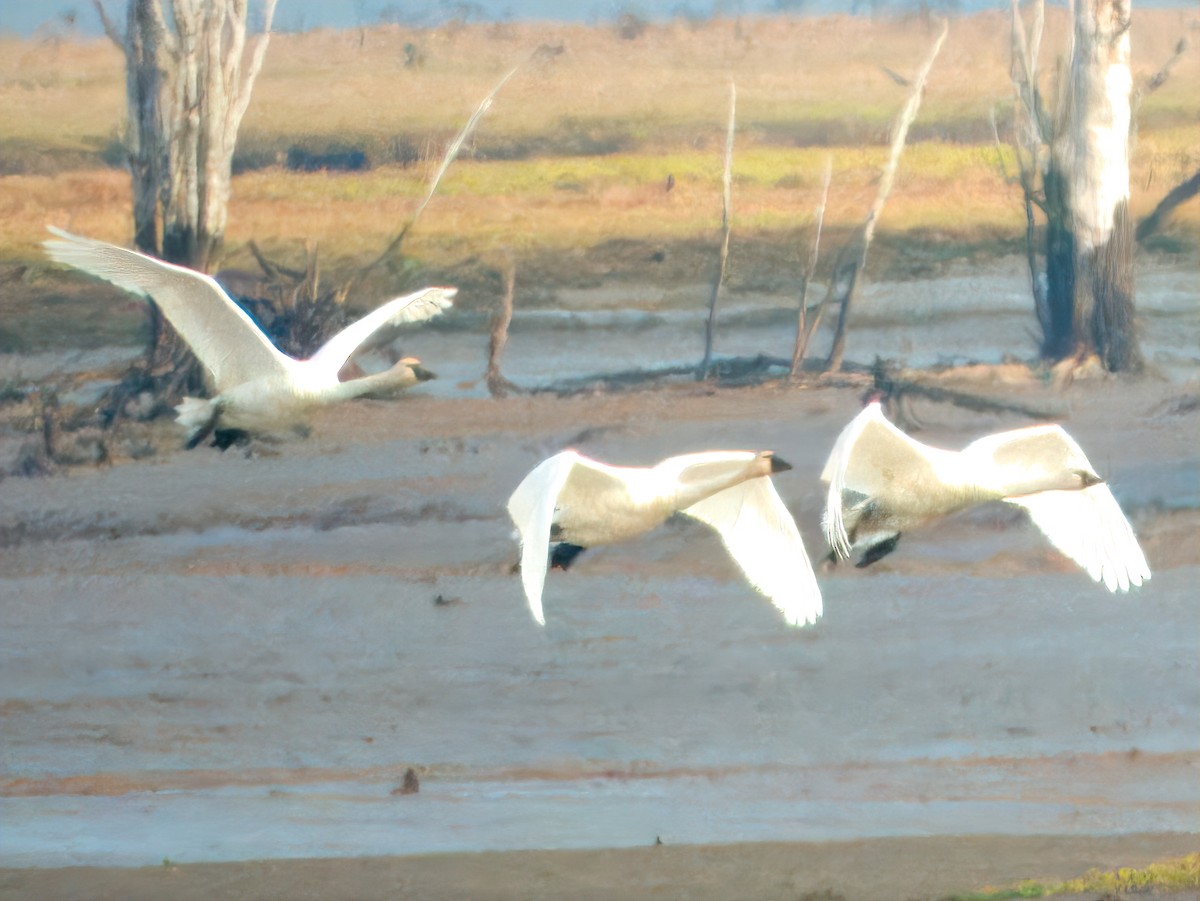 Cygne siffleur - ML610407632