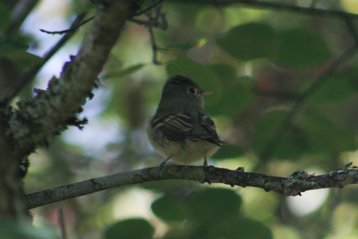 Western Flycatcher - ML610407692