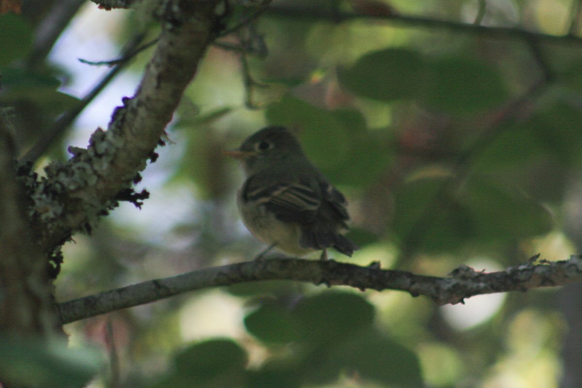 Western Flycatcher - ML610407693