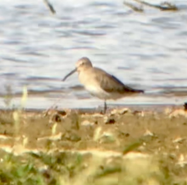 Dunlin - ML610407743