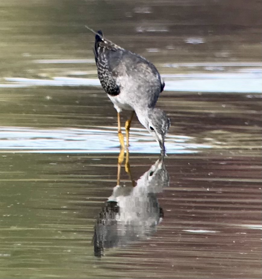 Lesser Yellowlegs - ML610407751