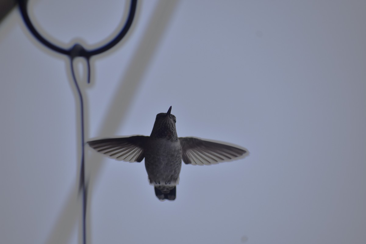 Anna's Hummingbird - ML610407753