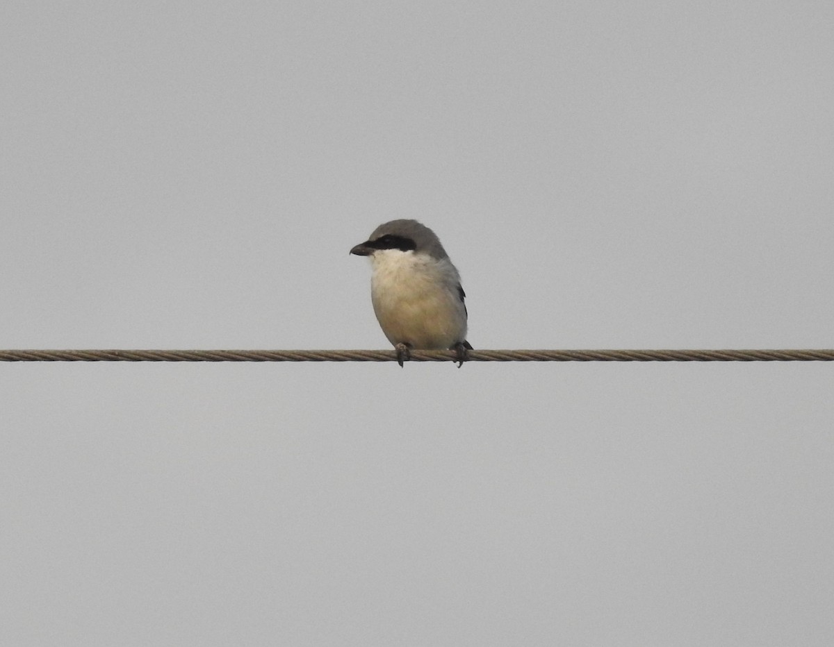 Loggerhead Shrike - Amy Lyyski