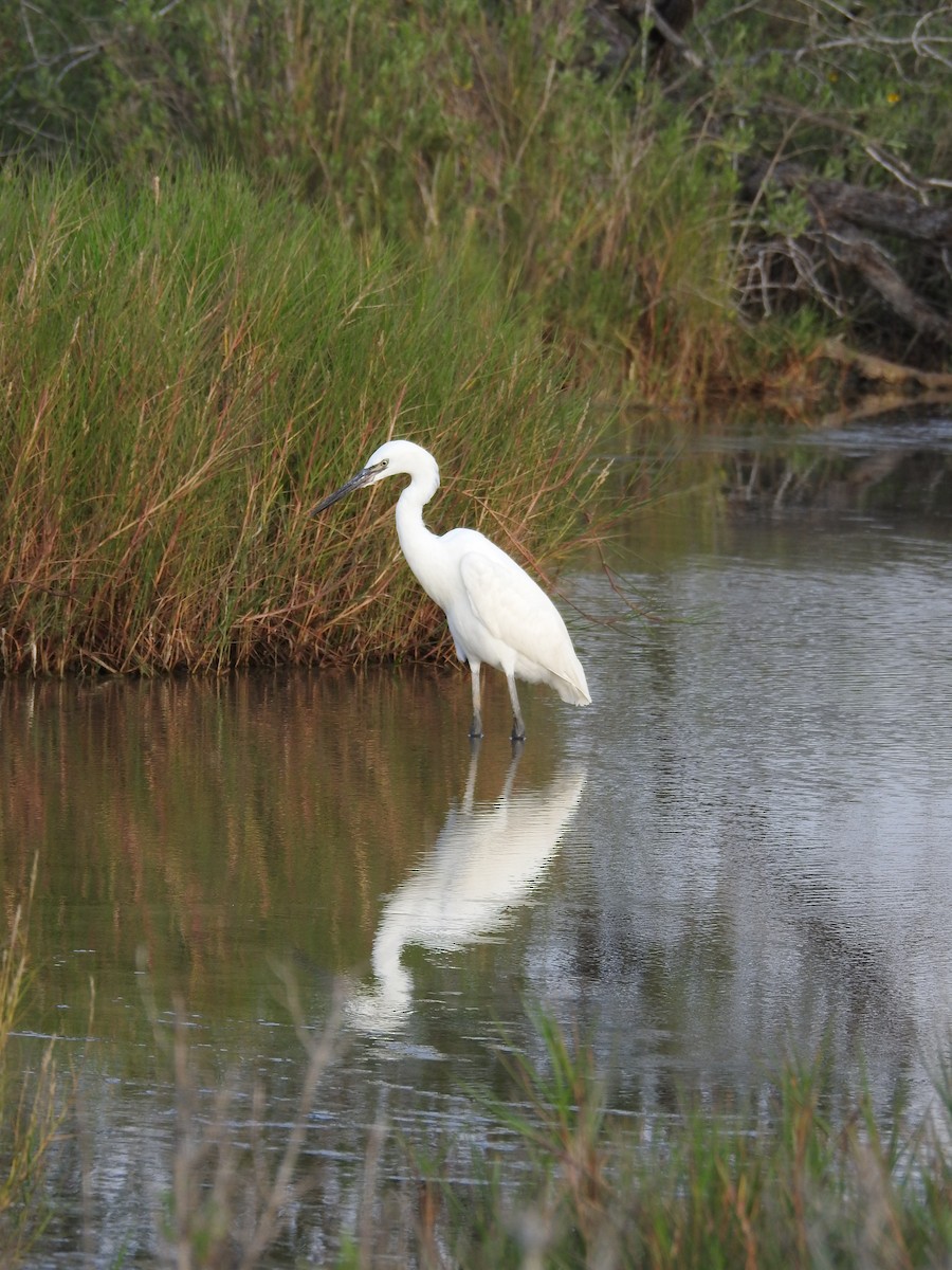 Reddish Egret - ML610407769