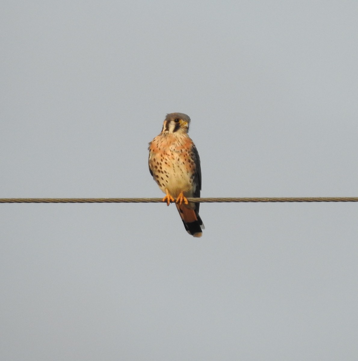 American Kestrel - ML610407812