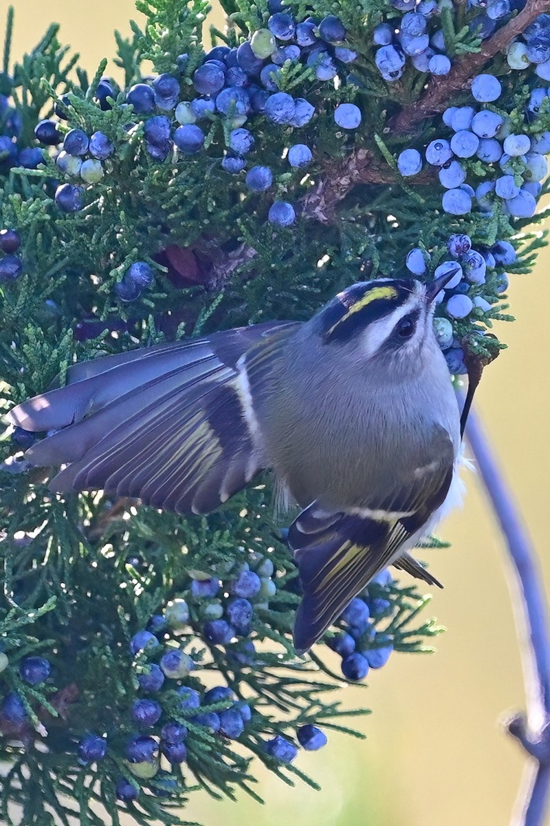 Golden-crowned Kinglet - ML610407852